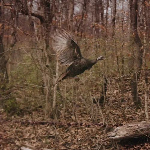 Turkey Hunting at White Oak Falls Tennessee