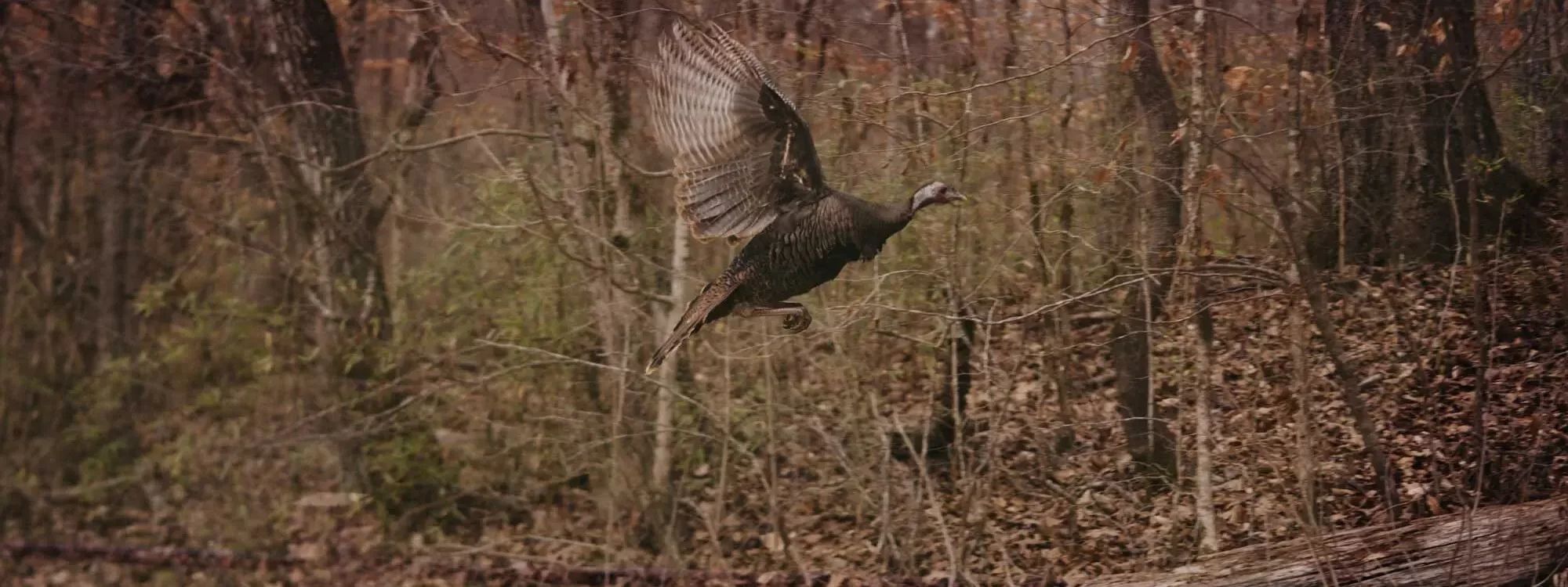 Turkey Hunting at White Oak Falls Tennessee