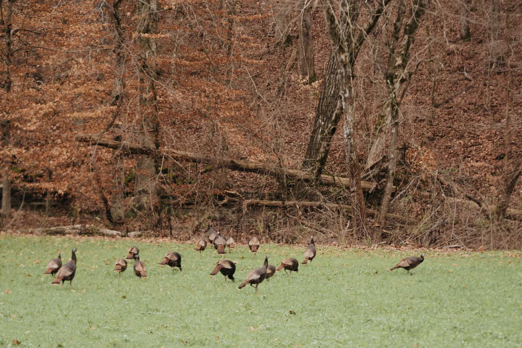 Upland Bird Hunting at White Oak Falls Tennessee