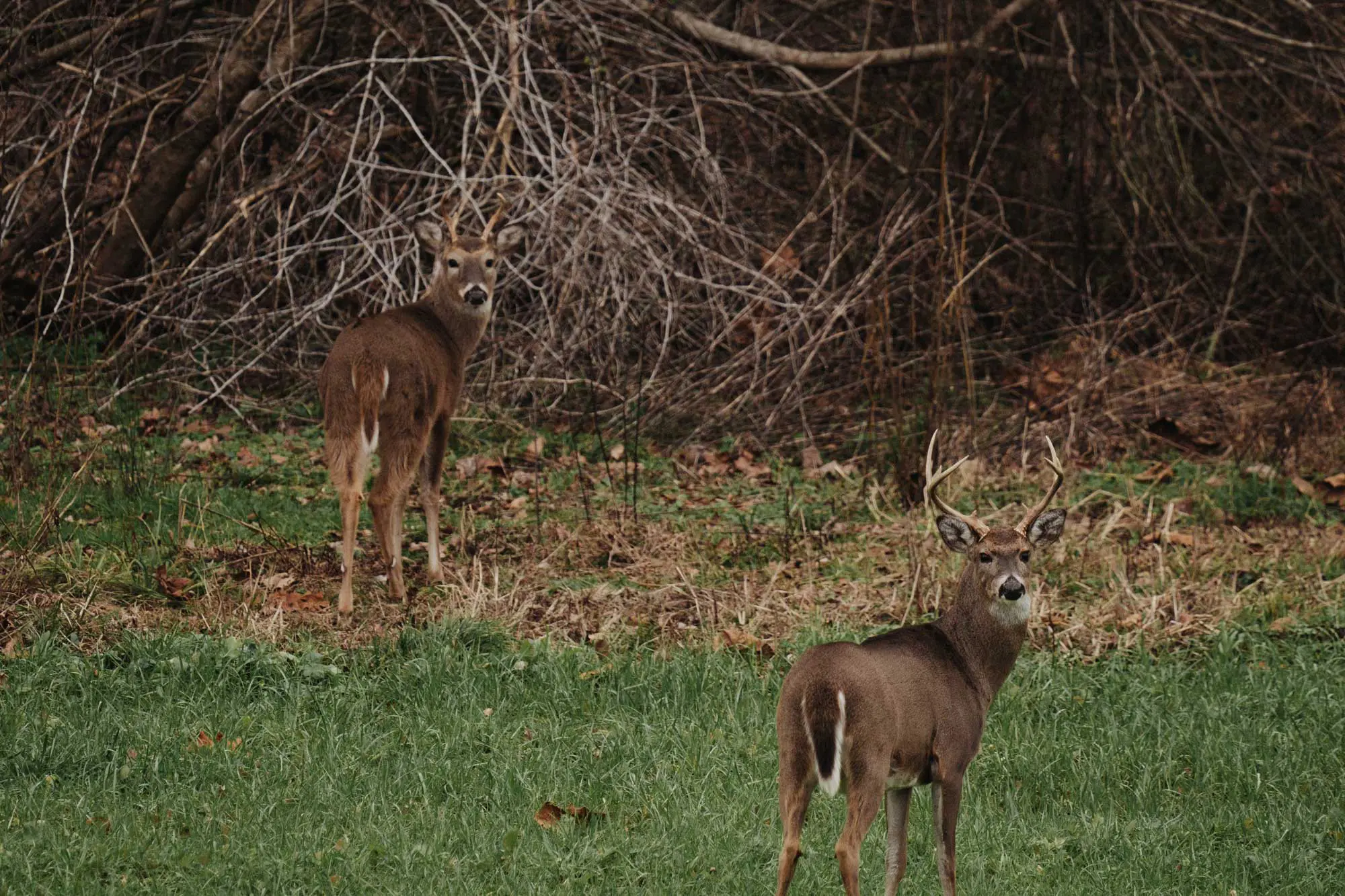 Whitetail Hunting at White Oak Falls Tennessee