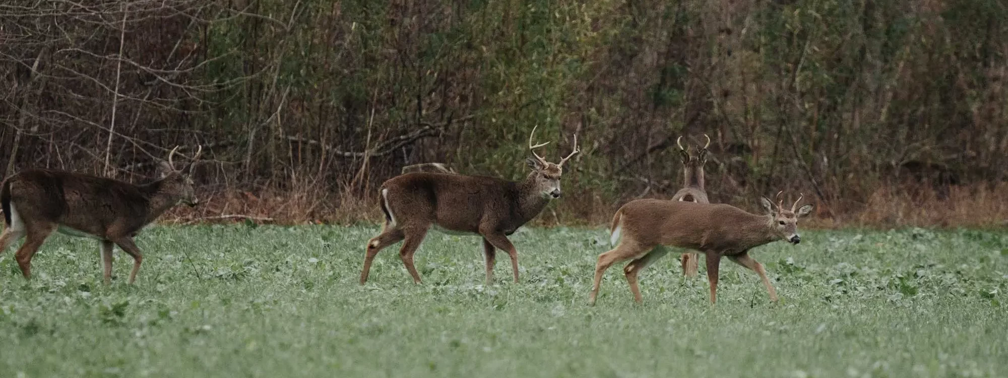 Whitetail Deer Hunting at White Oak Falls Tennessee