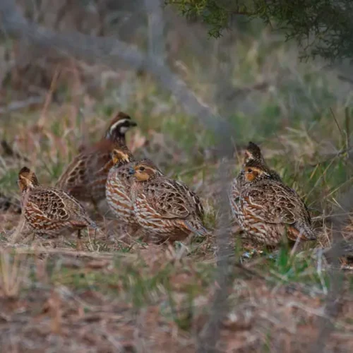 Upland Bird Hunting at White Oak Falls Tennessee