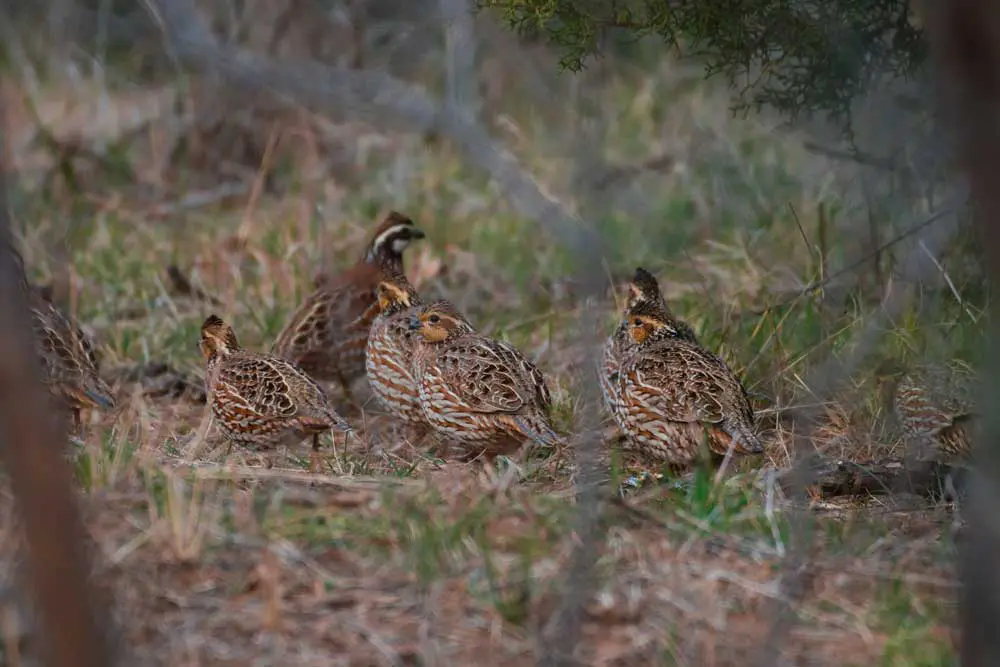 Upland Bird Hunting at White Oak Falls Tennessee