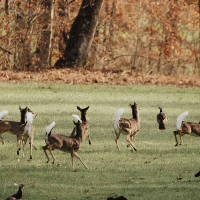 Whitetail Deer Hunting at White Oak Falls Tennessee
