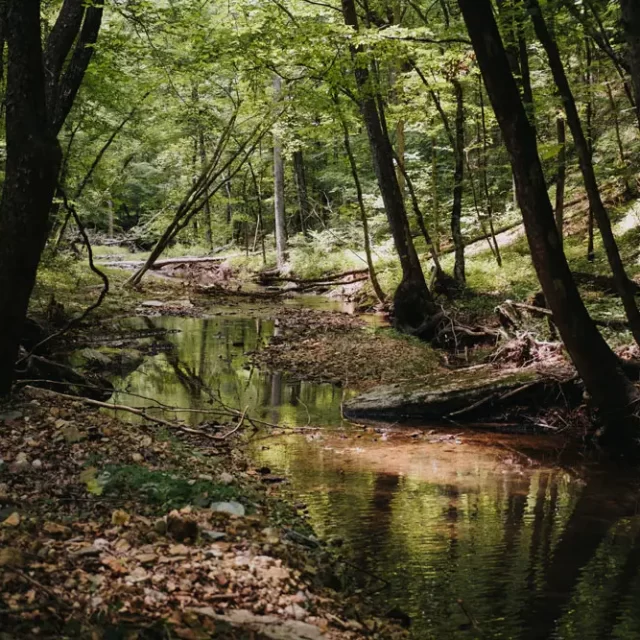 Hiking at White Oak Falls Tennessee