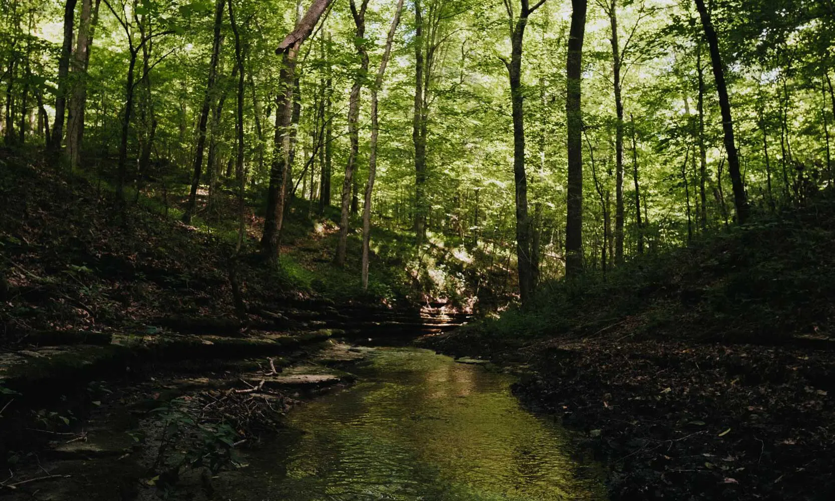 Nature at White Oak Falls Tennessee